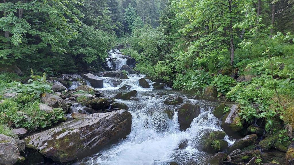 فيلا Podul De Brazi - Fir Bridge Cîrţişoara المظهر الخارجي الصورة